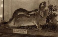 300090 Afbeelding van een tentoongestelde, opgezette, hermelijn die een konijn verschalkt in het museum van ...